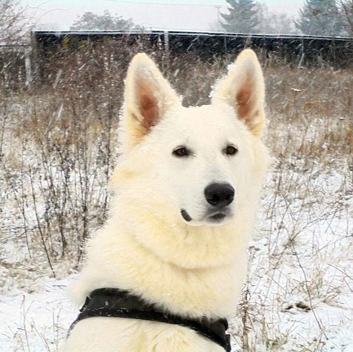 weisser Schferhund Argos von den Grenzgngern