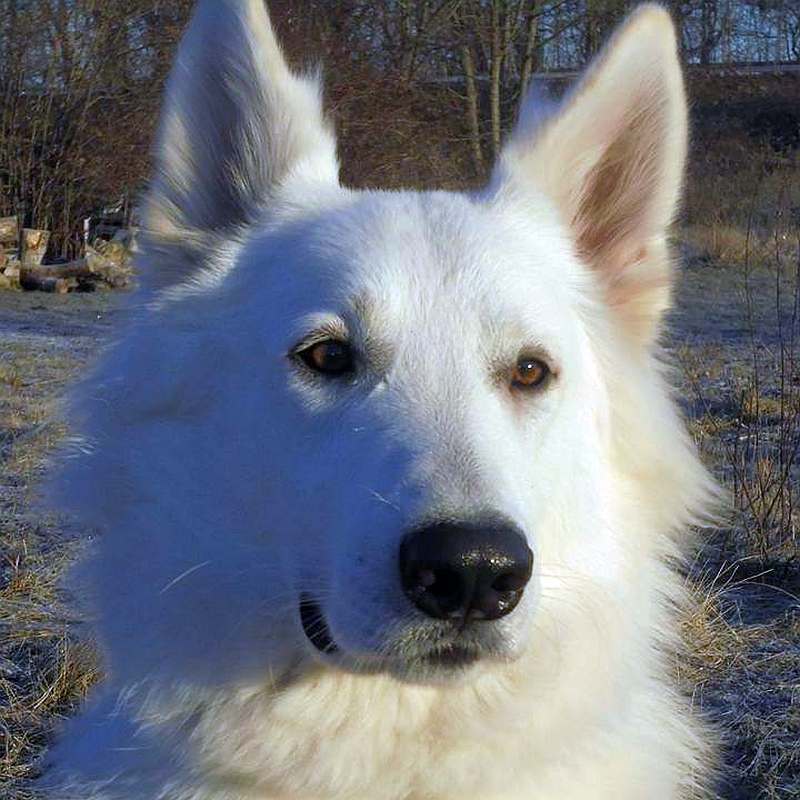 weisser Schferhund Argos von den Grenzgngern