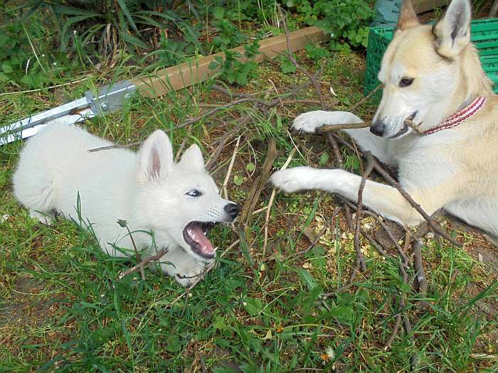 weisser Schäferhund - die Grenzgänger
