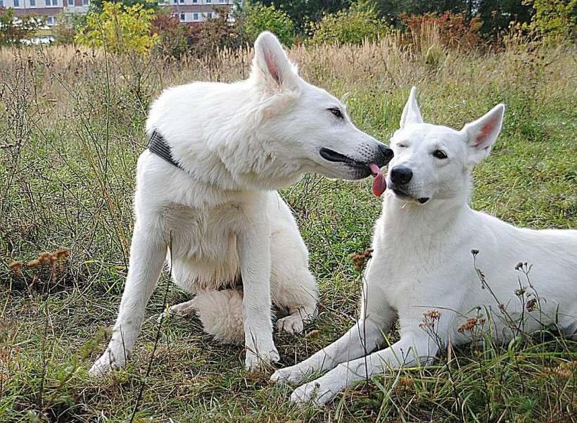 weisser Schäferhund von den Grenzgängern