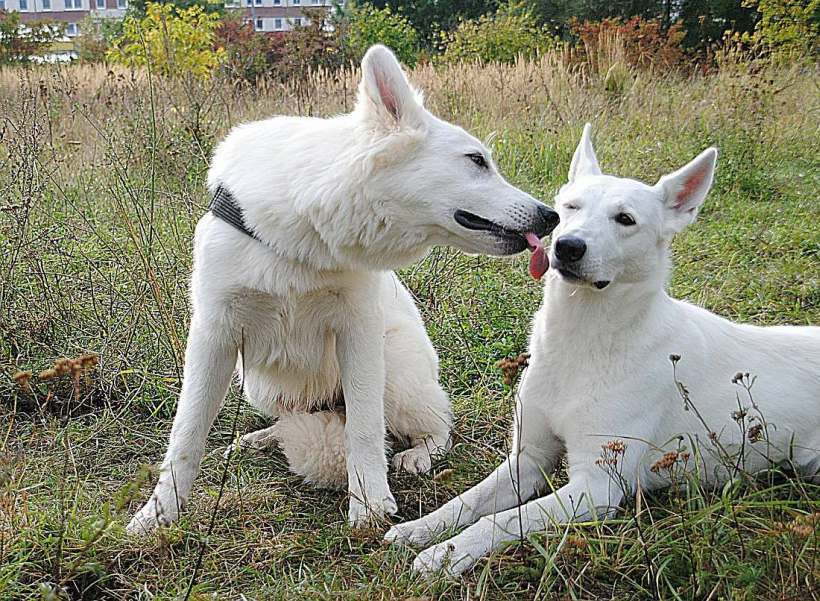 weisser Schferhund von den Grenzgngern