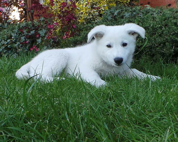 weisser Schferhund - die Grenzgnger