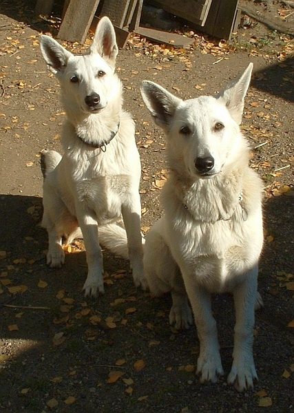6 Monate alte Weisse Schferhunde