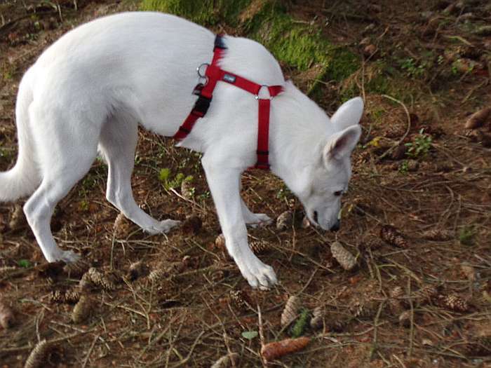 Frieda, weier Schweizer Schferhund von den Grenzgngern