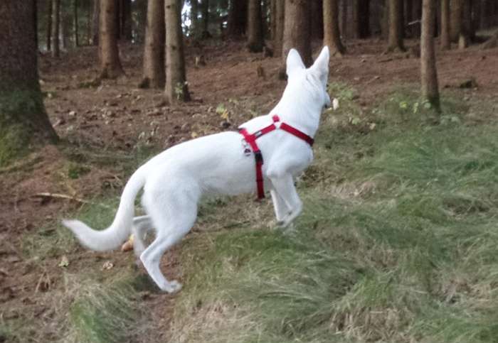 Frieda, weier Schweizer Schferhund von den Grenzgngern