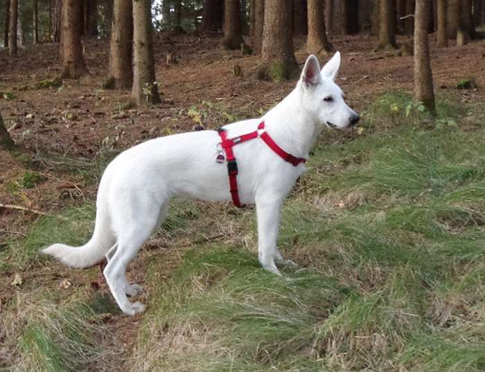 Frieda, weier Schweizer Schferhund von den Grenzgngern