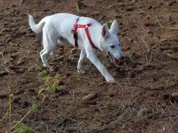 Frieda, weier Schweizer Schferhund von den Grenzgngern