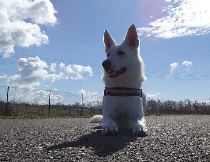 Aragon von den Grenzgngern - weisser Schweizer Schferhund - 1 Jahr alt