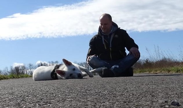 Aragon von den Grenzgngern - weisser Schweizer Schferhund - 1 Jahr alt