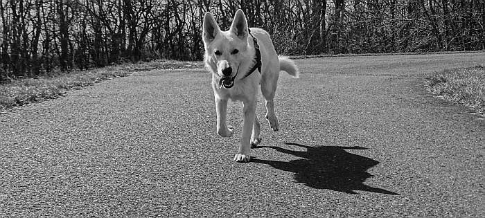 Aragon von den Grenzgngern - weisser Schweizer Schferhund - 1 Jahr alt