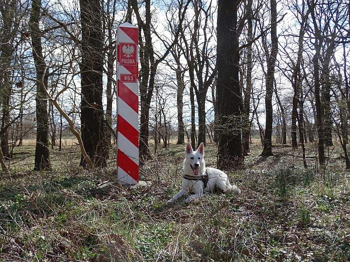 Aragon von den Grenzgngern - weisser Schweizer Schferhund - 1 Jahr alt