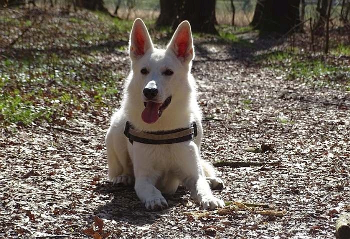 Aragon von den Grenzgngern - weisser Schweizer Schferhund - 1 Jahr alt.