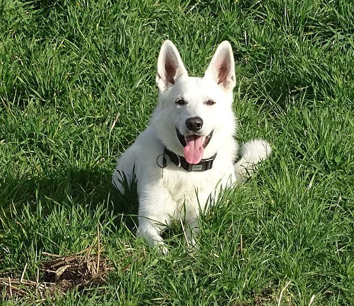 Aragon - weisser Schferhund von den Grenzgngern