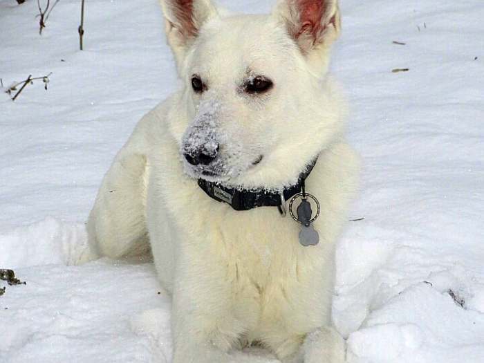 Weisser Schferhund von den Grenzgngern