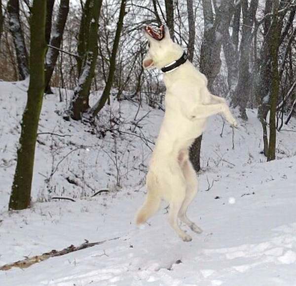 Weisser Schferhund von den Grenzgngern