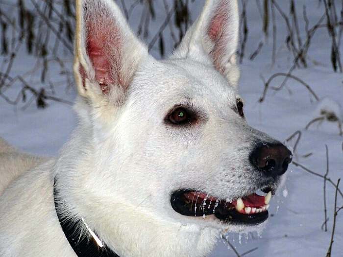 Weisser Schferhund von den Grenzgngern