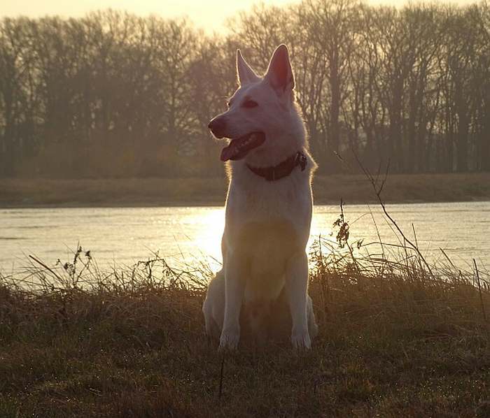 kanadische-weisse-schaeferhunde.de