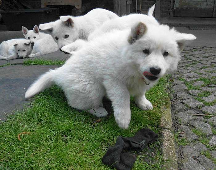 weisser Schferhund - die Grenzgnger