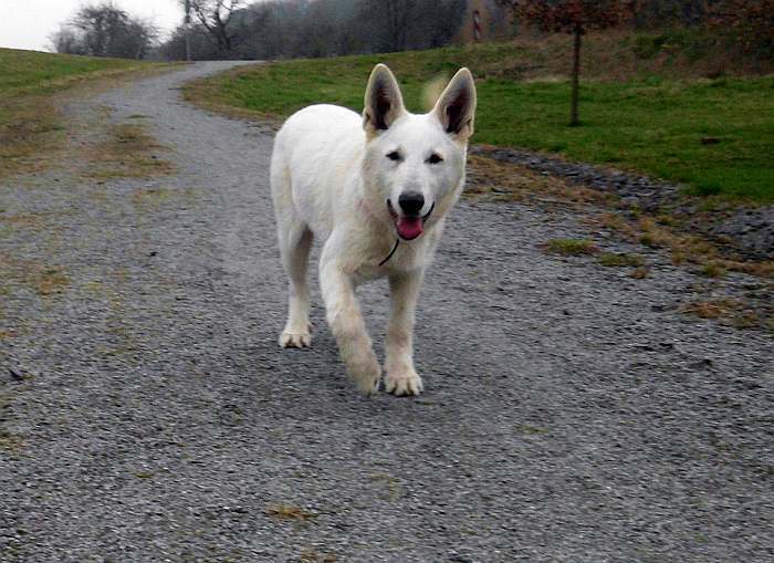 Leo - weisser Schferhund von den Grenzgngern