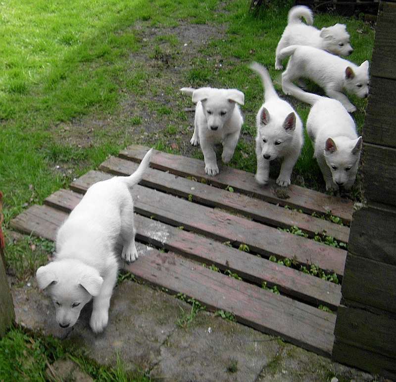 Weisser Schferhund von den Grenzgngern