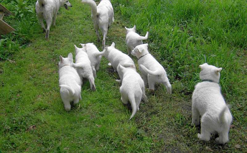 Weisser Schferhund von den Grenzgngern