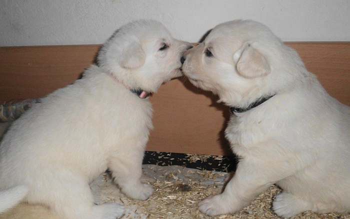 Weisser Schferhundwelpe von den Grenzgngern