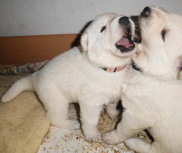 Weisser Schferhundwelpe von den Grenzgngern