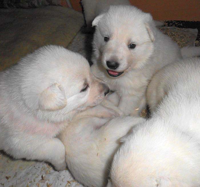 Weisse Schferhundwelpen von den Grenzgngern