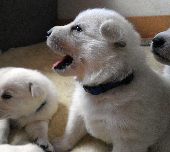 Weisser Schferhundwelpe von den Grenzgngern