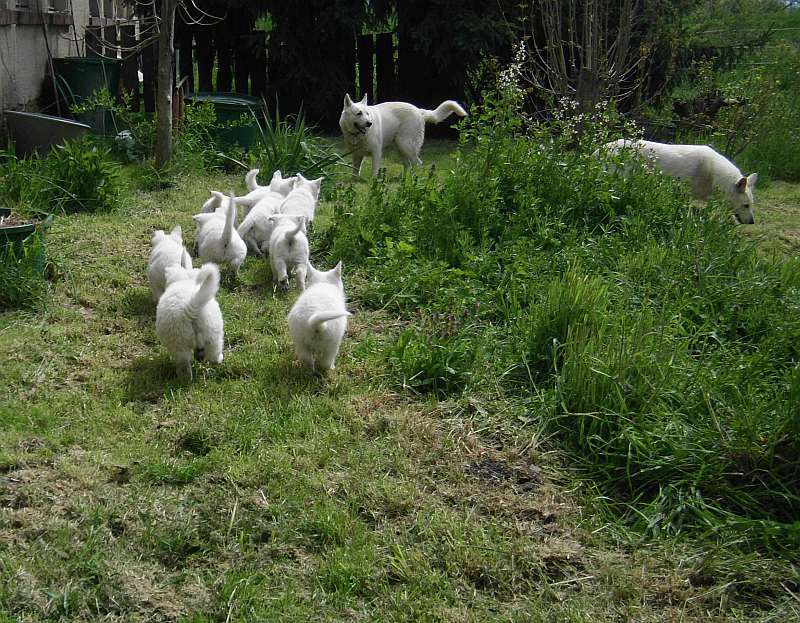 Weisser Schferhund von den Grenzgngern