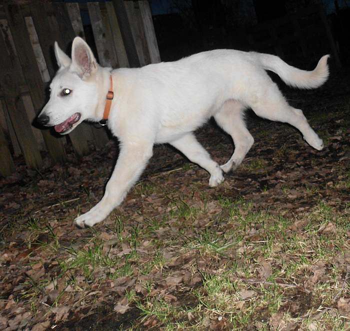 Weisser Schferhundwelpe von den Grenzgngern