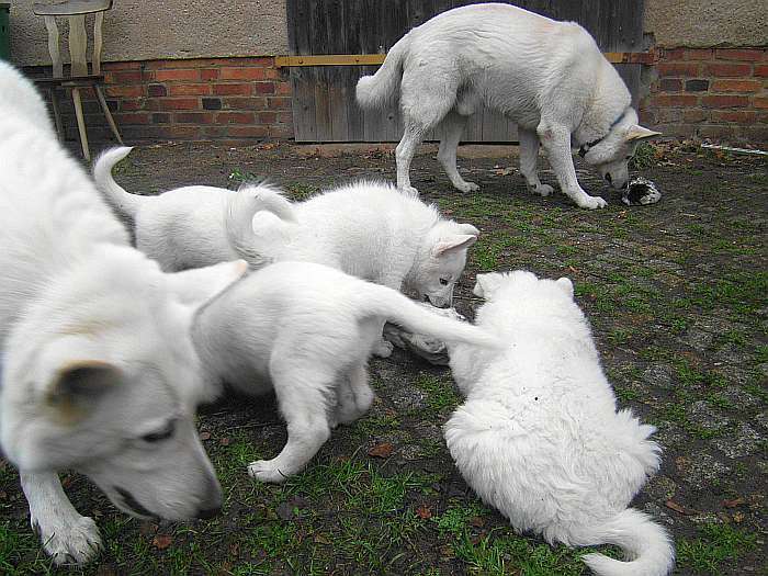 weisse Schferhundwelpen