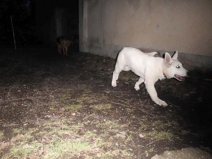 Weisser Schferhundwelpe von den Grenzgngern