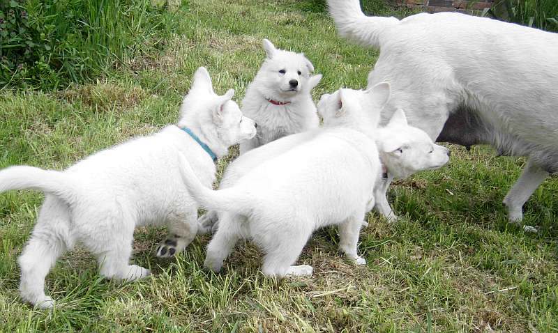 Weisser Schferhund von den Grenzgngern