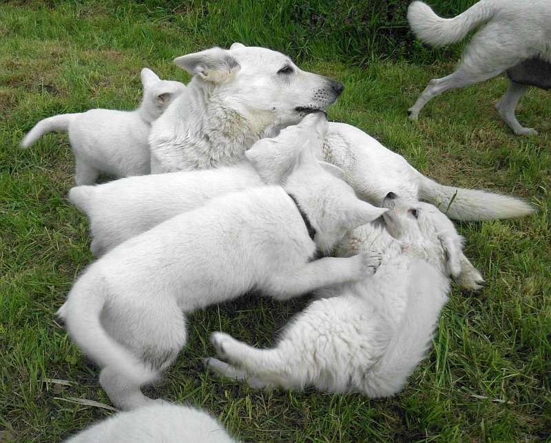 Weisser Schferhund von den Grenzgngern