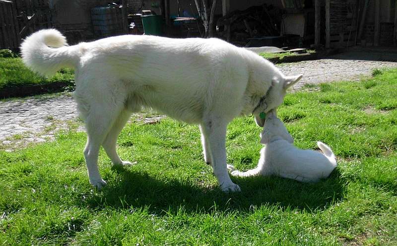 weisser Schferhund von den Grenzgngern