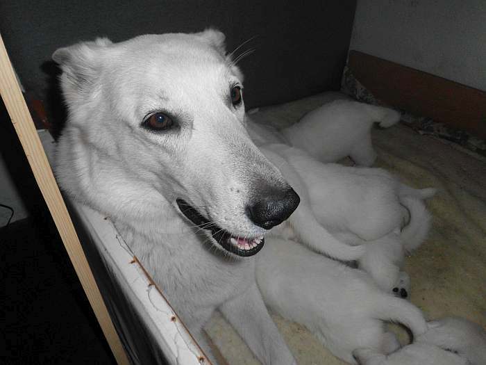 Weisse Schferhundwelpen von den Grenzgngern