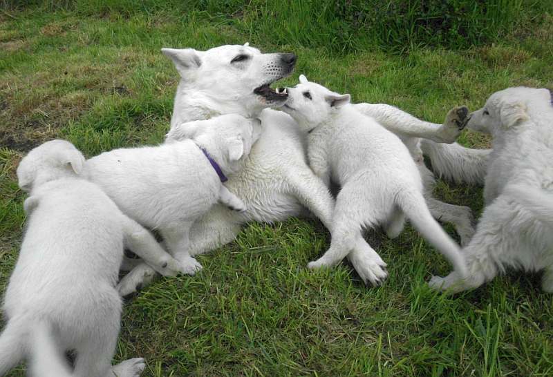 Weisser Schferhund von den Grenzgngern