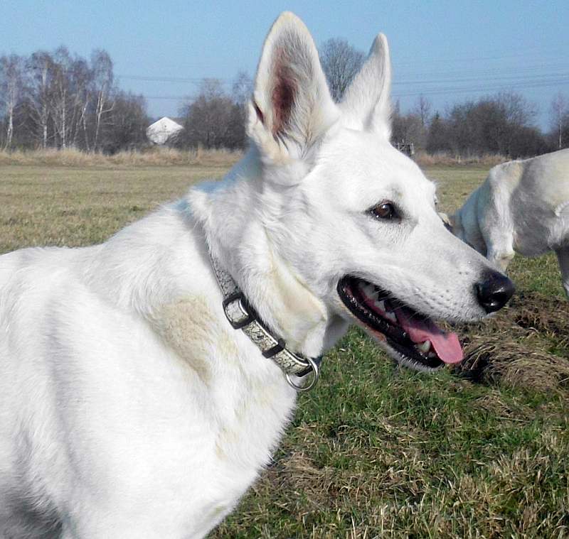 WEisser Schweizer Schferhund, Charis von den Grenzgngern