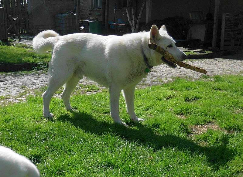 weisser Schferhund von den Grenzgngern