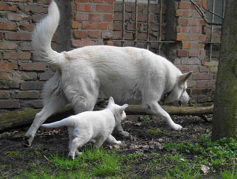 weisser Schferhund von den Grenzgngern