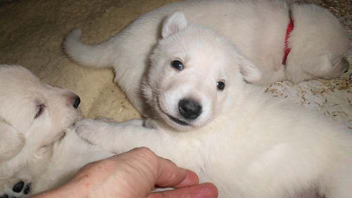 weisser Schferhundwelpe von den Grenzgngern