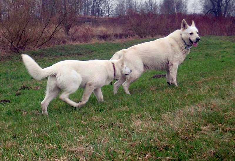 Leo - weisser Schferhund von den Grenzgngern