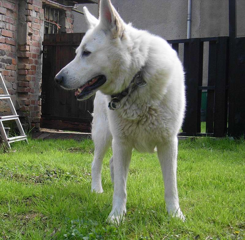 weisser Schferhund von den Grenzgngern