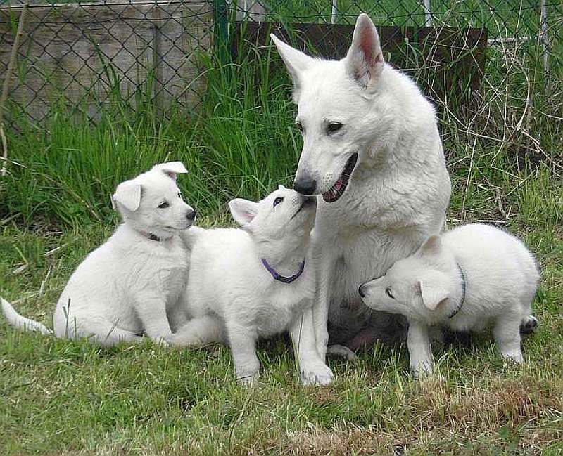 weisser Schferhund von den Grenzgngern