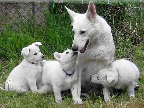 Weisse Schferhundwelpen von den Grenzgngern