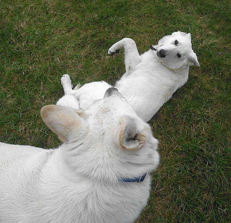 Leo - weisser Schferhund von den Grenzgngern