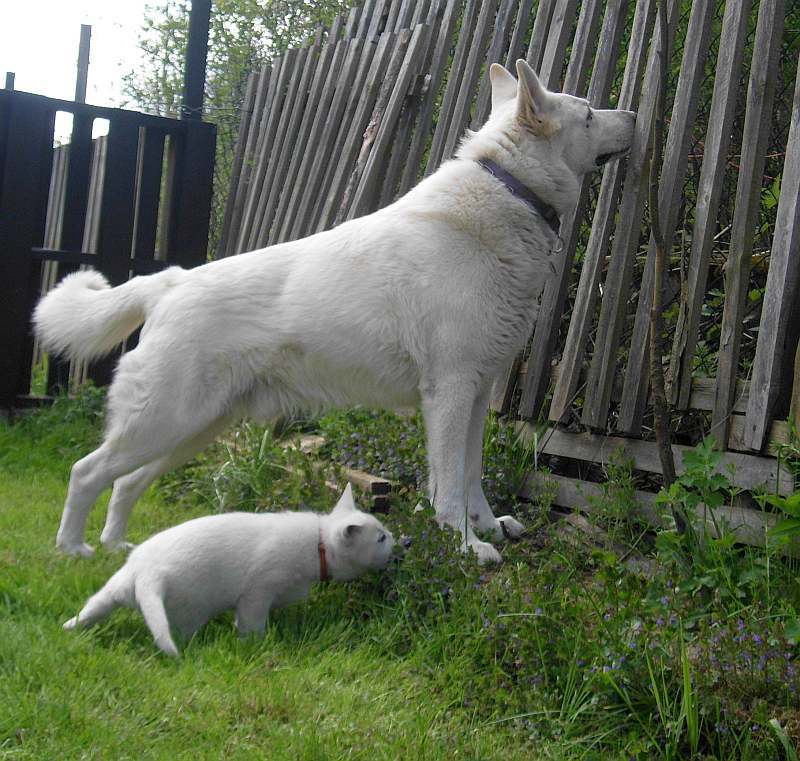 weisser Schferhund von den Grenzgngern