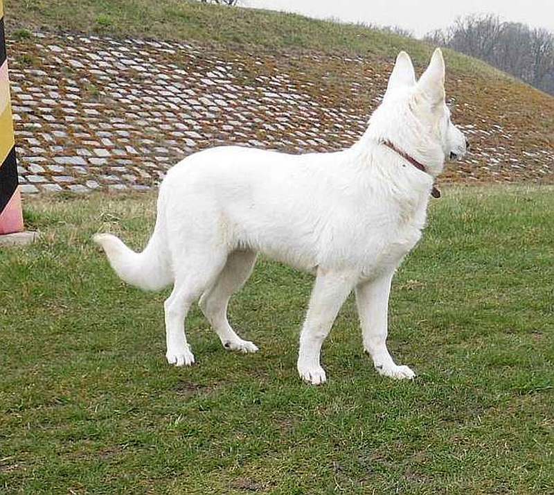 Leo - weisser Schferhund von den Grenzgngern