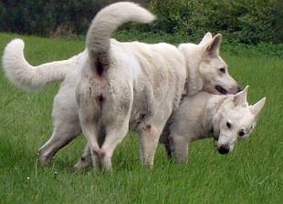 Cosima weist Charis in die Unterordnung. Weisser Schweizer Schferhund